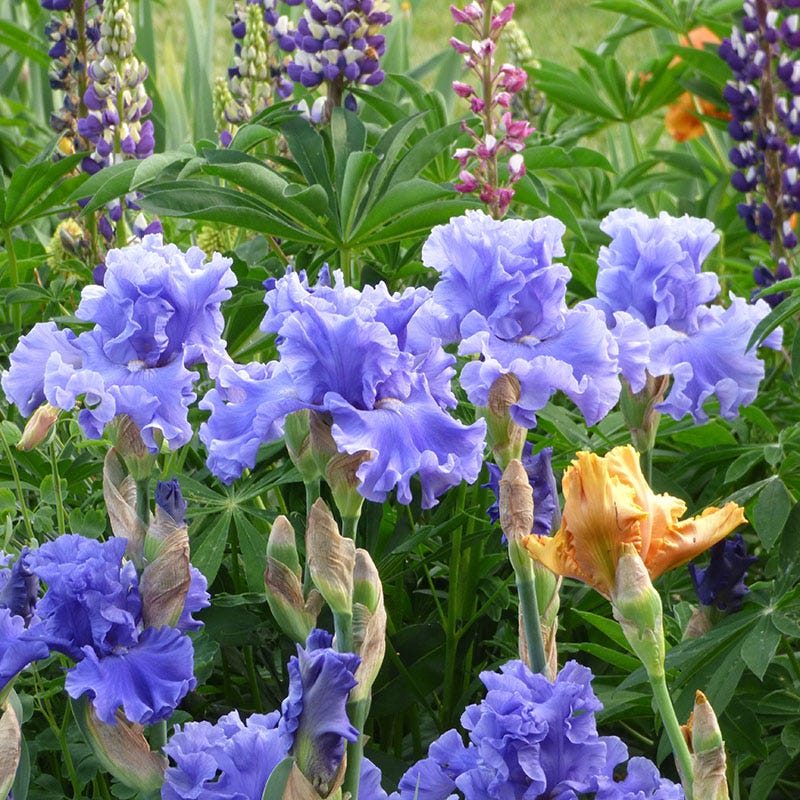 Merchant Marine Bearded Iris