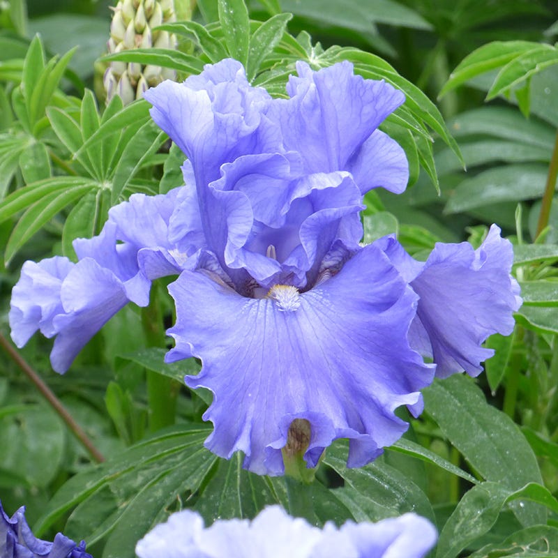 Merchant Marine Bearded Iris