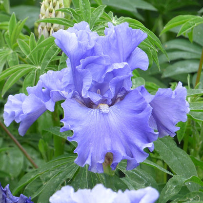 Merchant Marine Bearded Iris