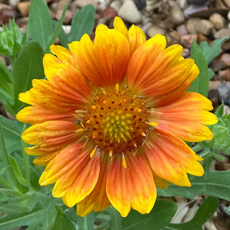 Gaillardia Mesa Peach, Mesa Peach Blanket Flower High Country