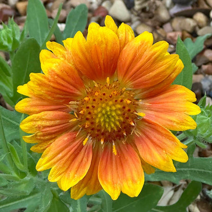 succulent with peach flowers Gaillardia Mesa Peach, Mesa Peach Blanket Flower