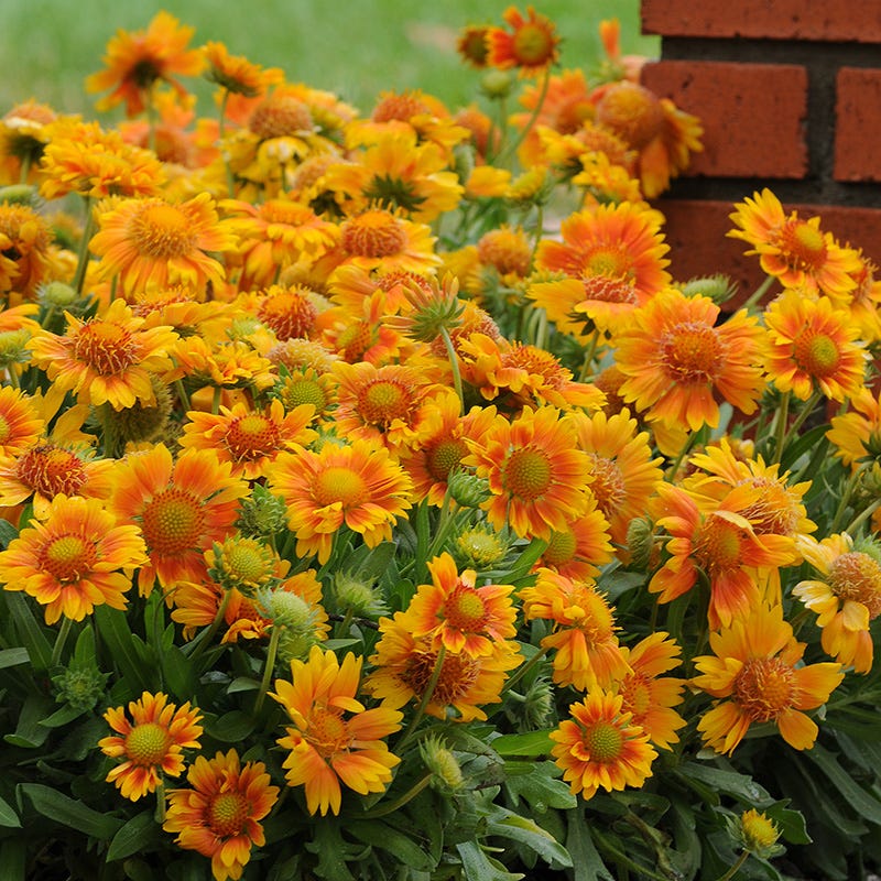 Gaillardia Collection (Blanket Flower)