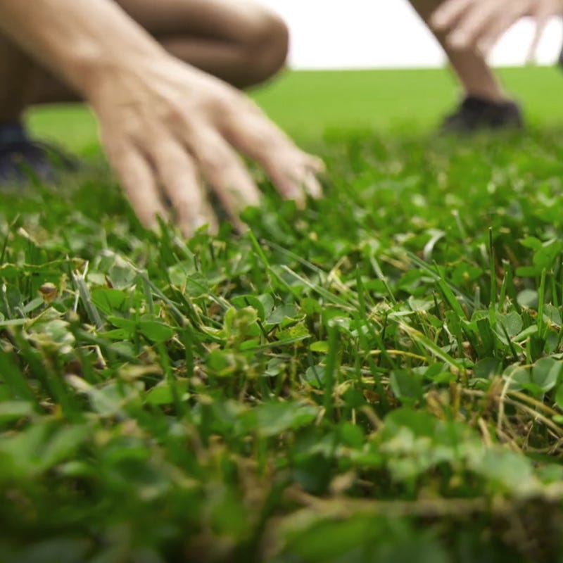Microclover Seed (Pelleted)