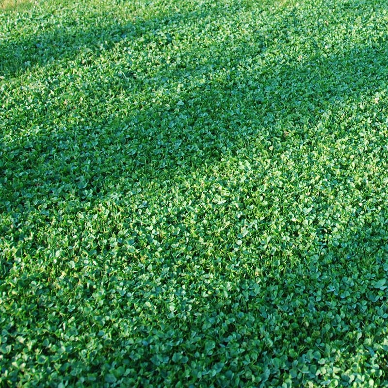 Microclover Seed (Pelleted) | High Country Gardens