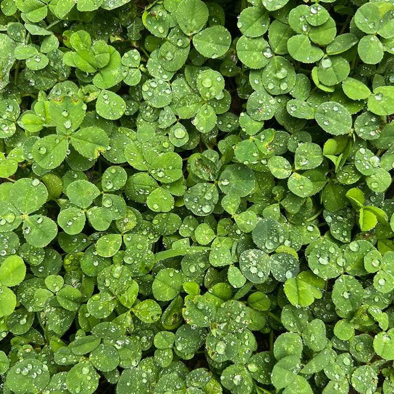 planting micro clover seed Microclover Seed (Pelleted)