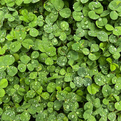 Microclover Seed (Pelleted)