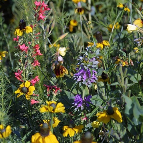 Midwest Wildflower Seed Mix