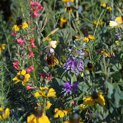 Midwest Wildflower Seed Mix