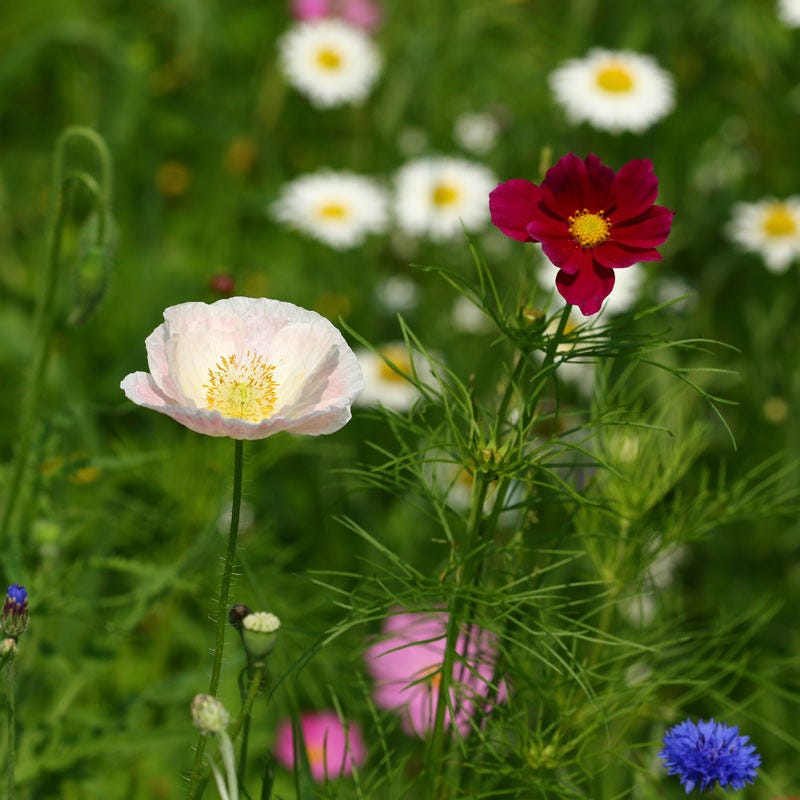 michigan perennial wildflower seeds Midwest Wildflower Seed Mix