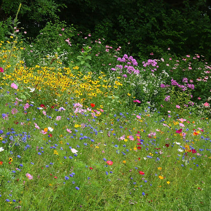Midwest Wildflower Seed Mix