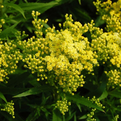 Deer & Rabbit Resistant Collection For The East & Midwest