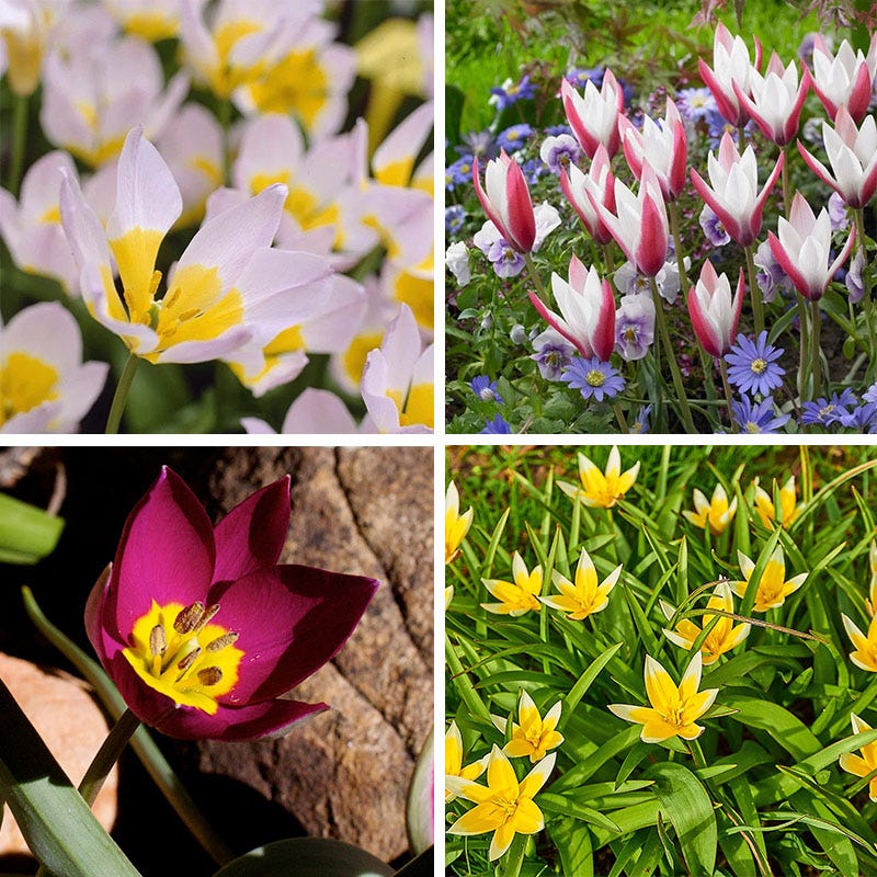 Multiplying Mini Tulip Bulb Collection