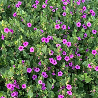 best time to plant 4 o'clock seeds Wild Four O'clock, Mirabilis multiflora