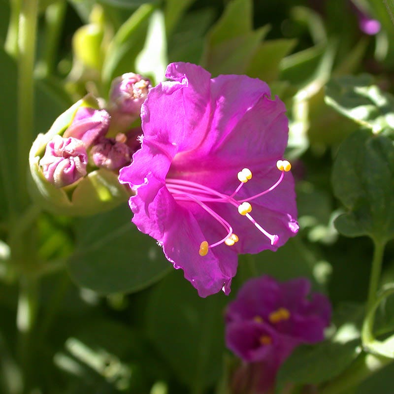 Wild Four O'clock, Mirabilis multiflora | High Country Gardens