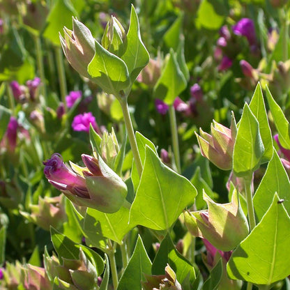 Wild Four O'Clock (Mirabilis)