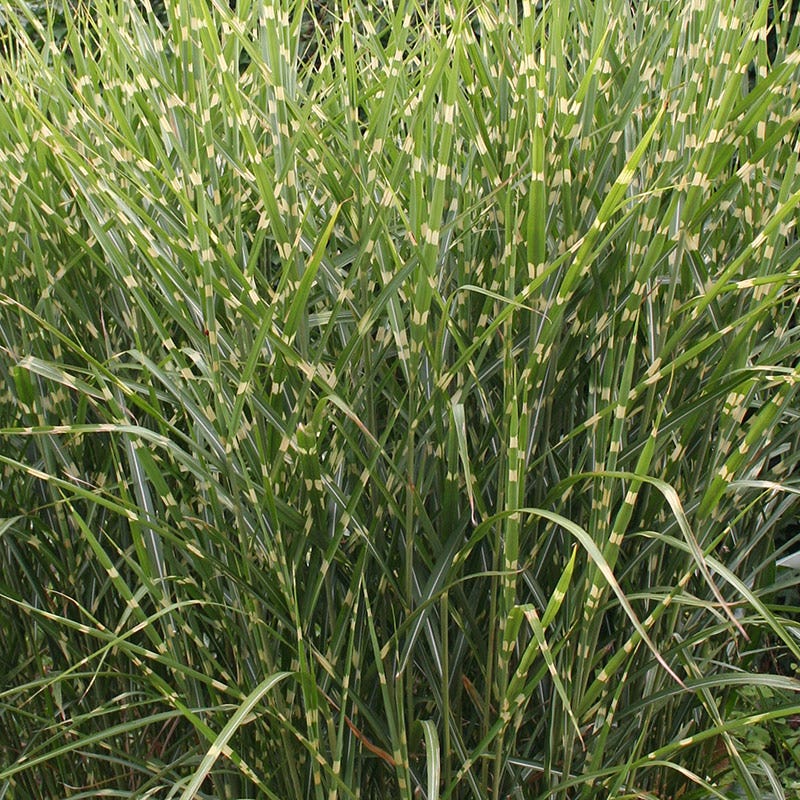 Gold Breeze Miscanthus Grass