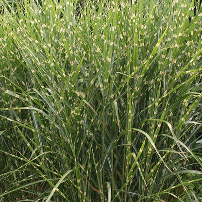 Gold Breeze Miscanthus Grass