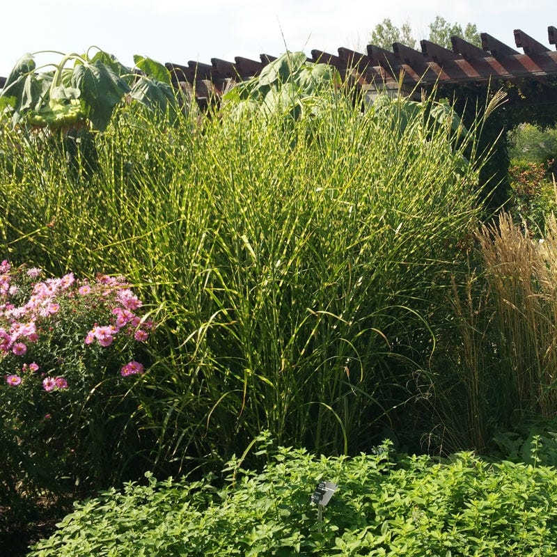 Gold Breeze Miscanthus Grass
