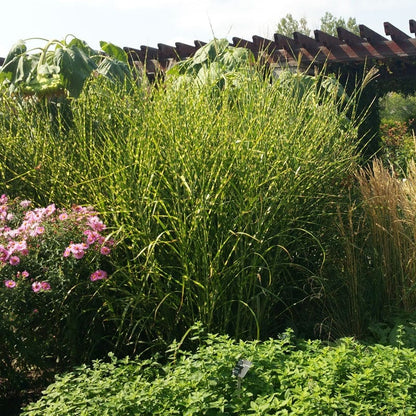 Gold Breeze Miscanthus Grass