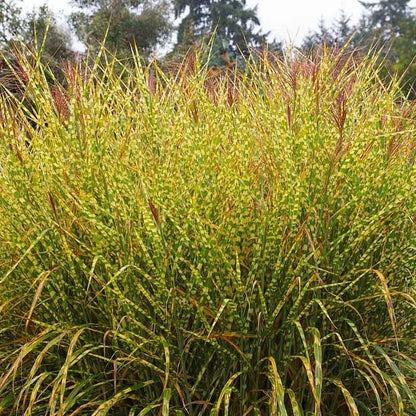 Gold Breeze Miscanthus Grass