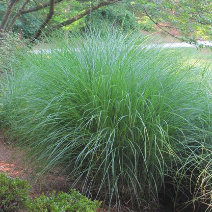 Gracillimus Miscanthus Grass