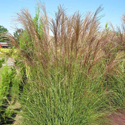 Gracillimus Miscanthus Grass