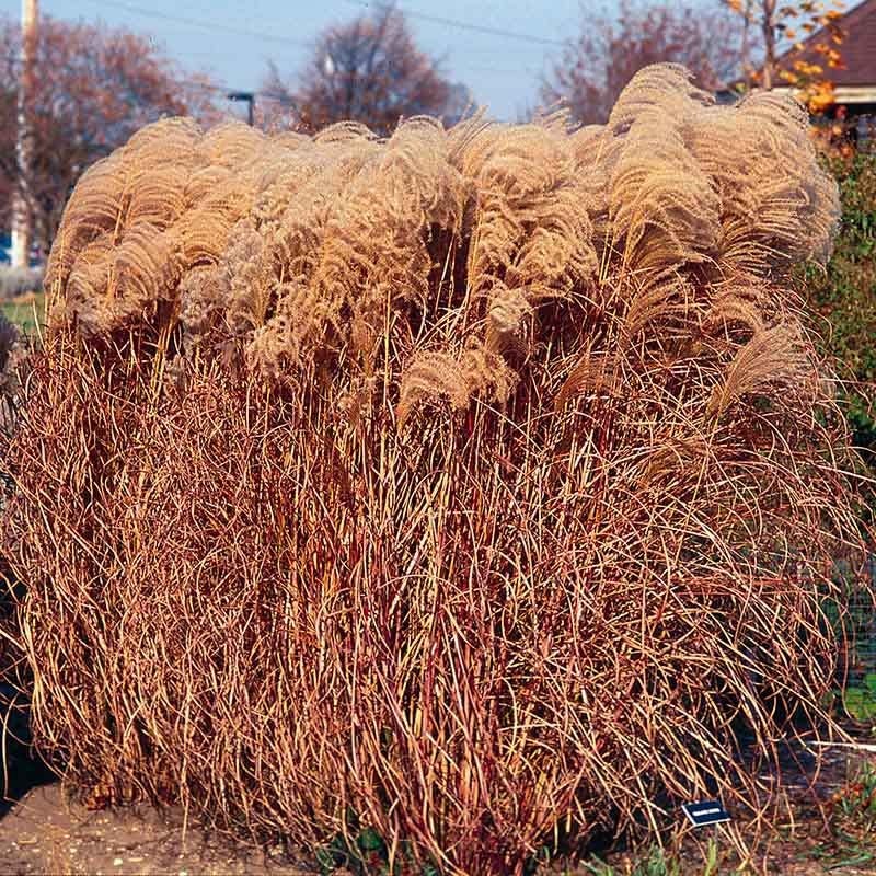 Gracillimus Miscanthus Grass