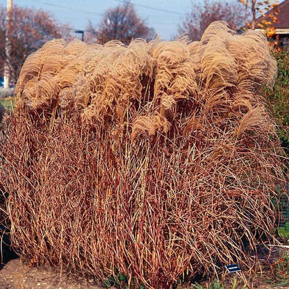 Gracillimus Miscanthus Grass