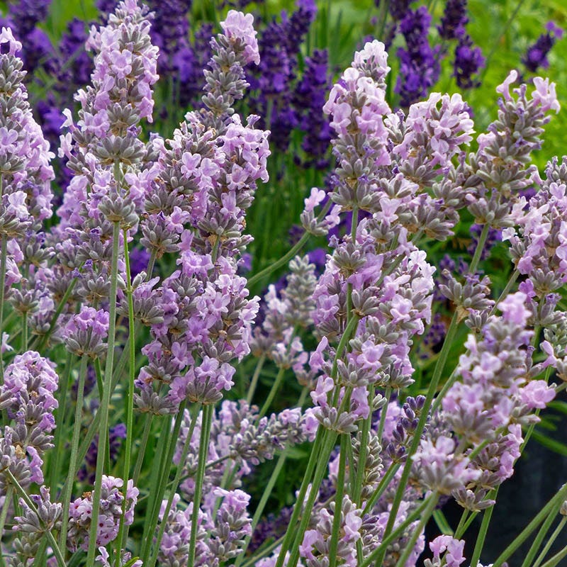 Miss Katherine English Lavender