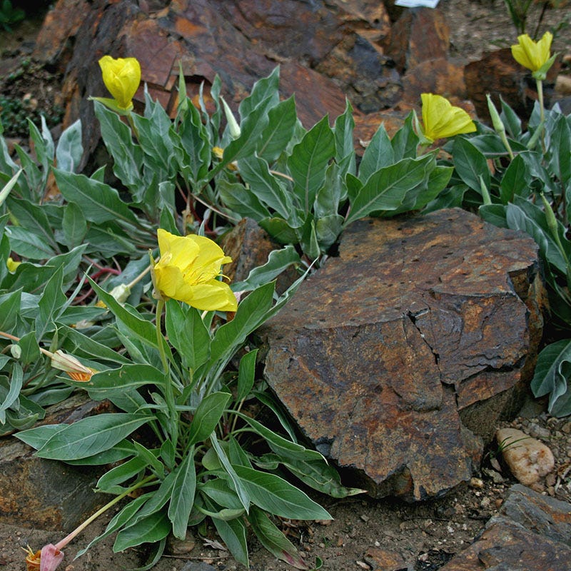 Missouri Evening Primrose - Thumbnail 3