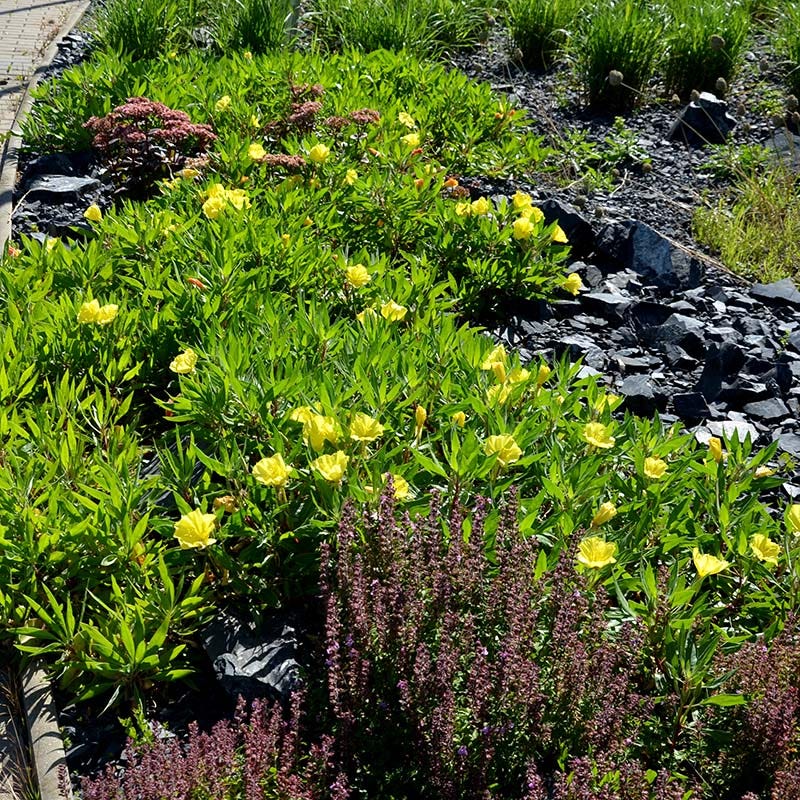 Missouri Evening Primrose