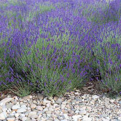 gray lavender plant Mitcham Gray Lavender, Lavandula angustifolia