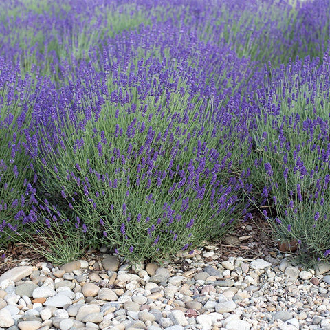 mulch lavender plants Mitcham Gray Lavender, Lavandula angustifolia