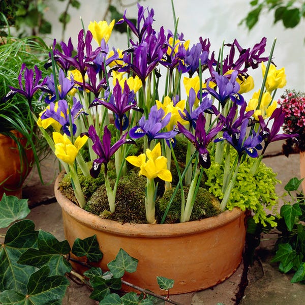 Dwarf Specie Iris Mix - Thumbnail 2