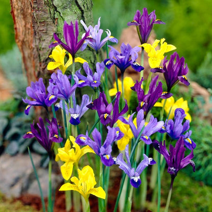 Dwarf Specie Iris Mix (Mini Iris)
