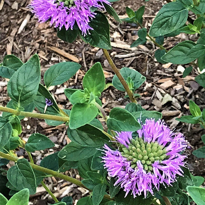 Russian River Coyote Mint (Monardella)