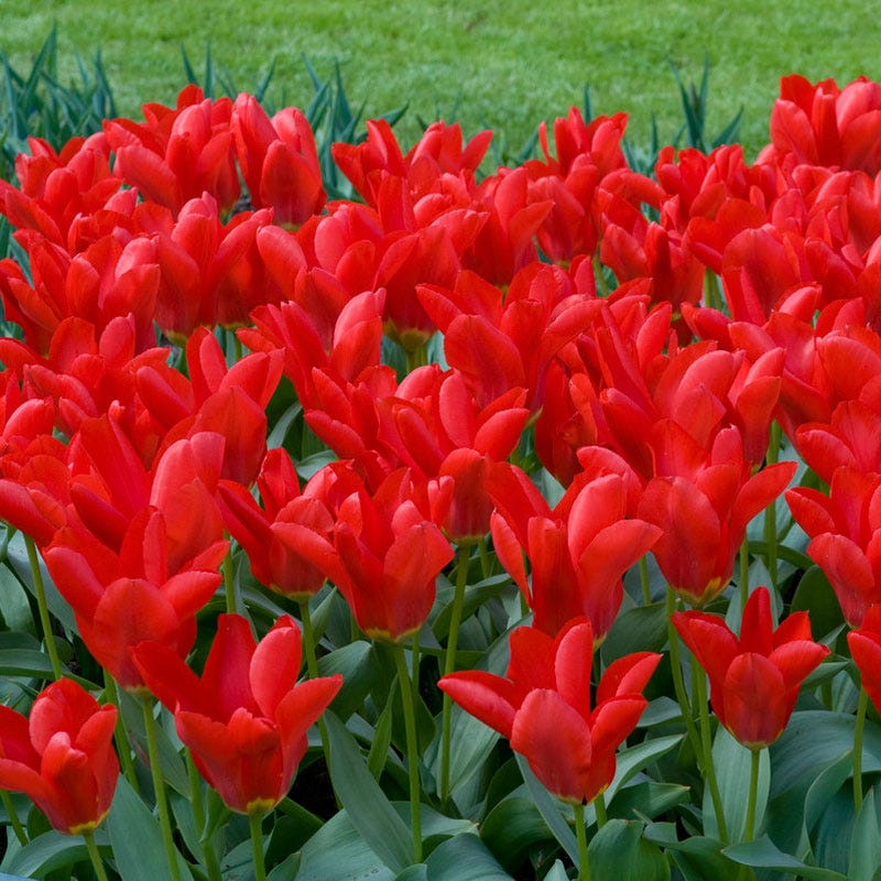 Red Emperor Tulip