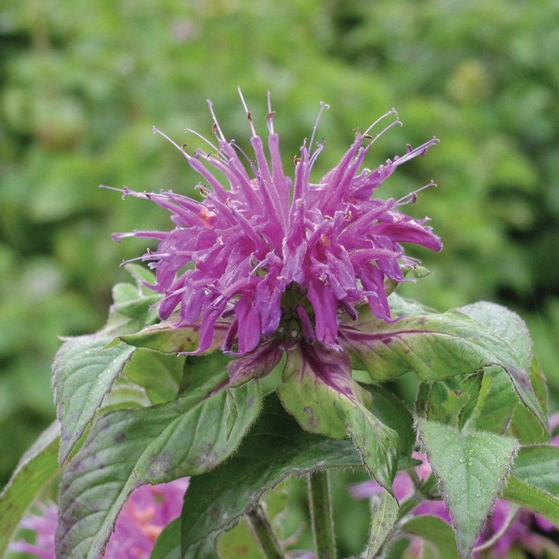 Worry-Free Bee Balm Collection