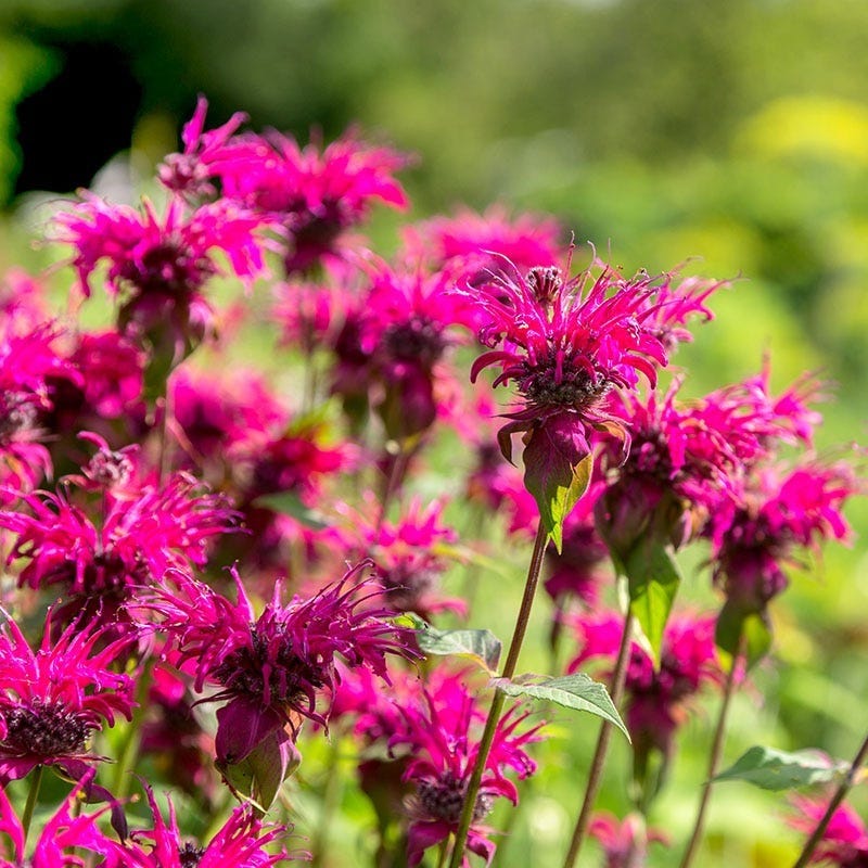 High Country Gardens Monarda didyma Bee Balm