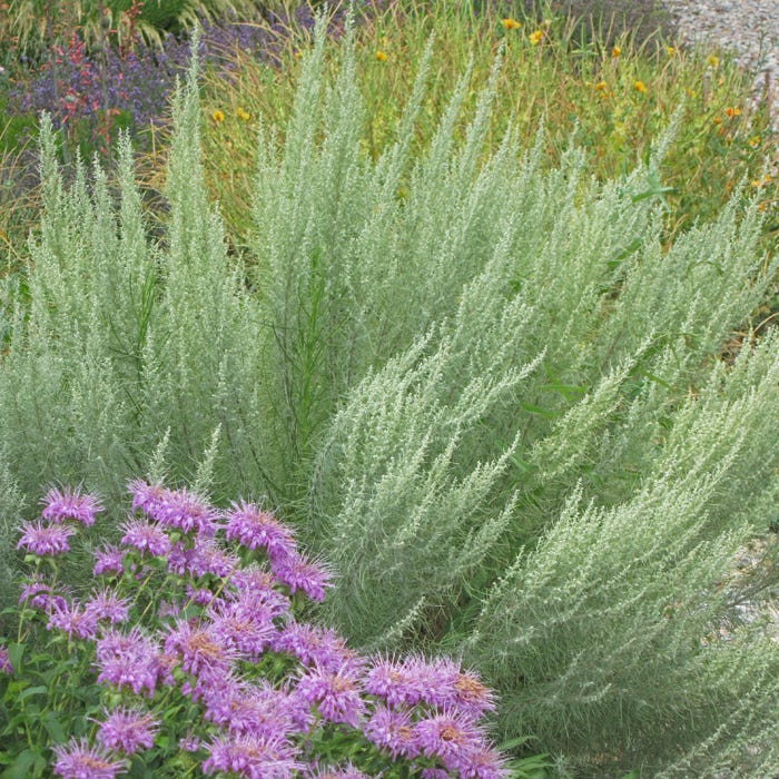Artemisia filifolia