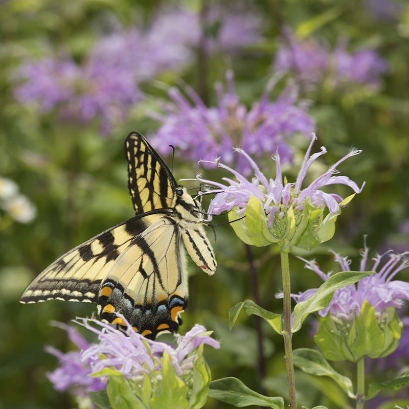 lavender bergamot plant Wild Bergamot, Wichita Mountains Form| Lavender-Pink Mid-Summer Blooms