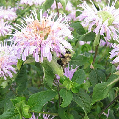 Bee Balm Seeds (Monarda)
