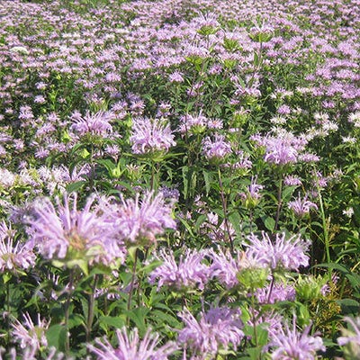 Bee Balm Seeds (Monarda)