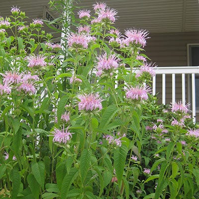Bee Balm Seeds (Monarda)