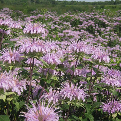 Bee Balm Seeds (Monarda)