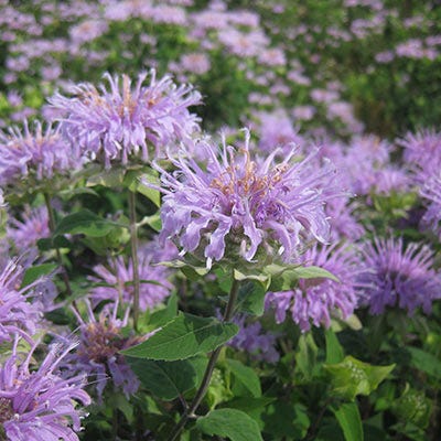 Bee Balm Seeds (Monarda)