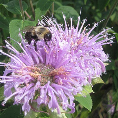 Bee Balm Seeds (Monarda)