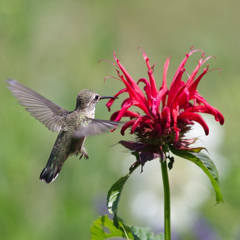 Hummingbird Attracting Collection For The East & Midwest
