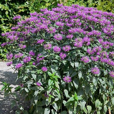 Blue Stocking Bee Balm