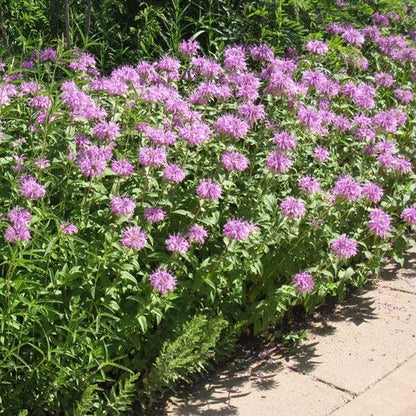 Rain Garden Pre-Planned Garden